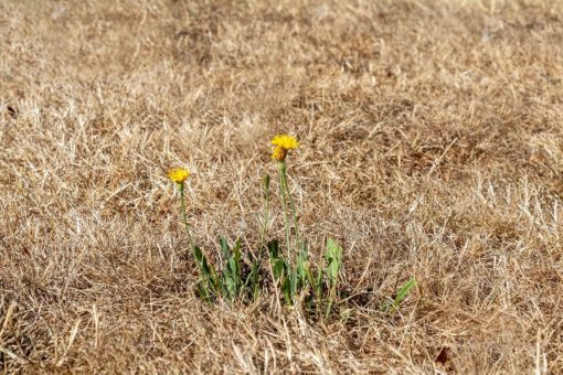 Rasen verbrannt? » 3 Maßnahmen für wieder grünen Rasen! + 5 Tipps