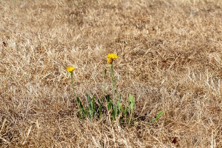 Rasen verbrannt? » 3 Maßnahmen für wieder grünen Rasen! + 5 Tipps