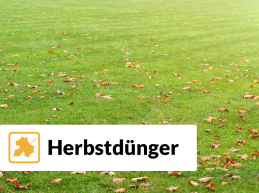 Rollrasen Rudi Herbstdünger