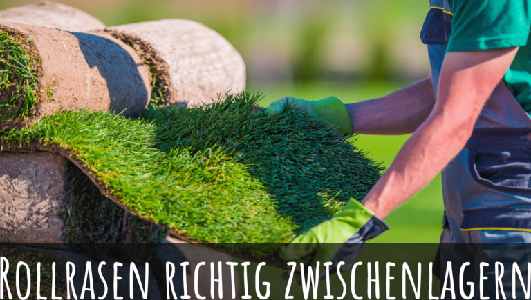 3 einfache Rollrasen Anleitungen für's perfekte Grün » Rollrasen Rudi
