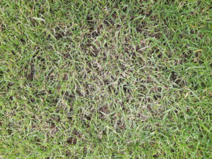 XXL Ratgeber mit Bildern: Rasenkrankheiten & Pflegefehler beheben!