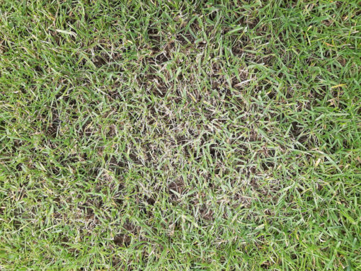 XXL Ratgeber mit Bildern: Rasenkrankheiten & Pflegefehler beheben!