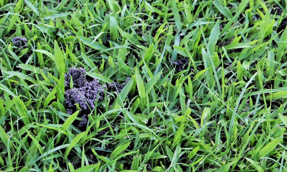 Schwarz-braune Sandhäufchen im Rasen - Was tun?