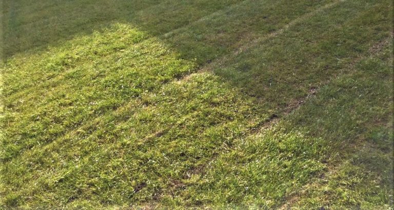 Rasen wird gelb » Warum und was tun? 7 Sofortmaßnahmen! + Anleitung zur