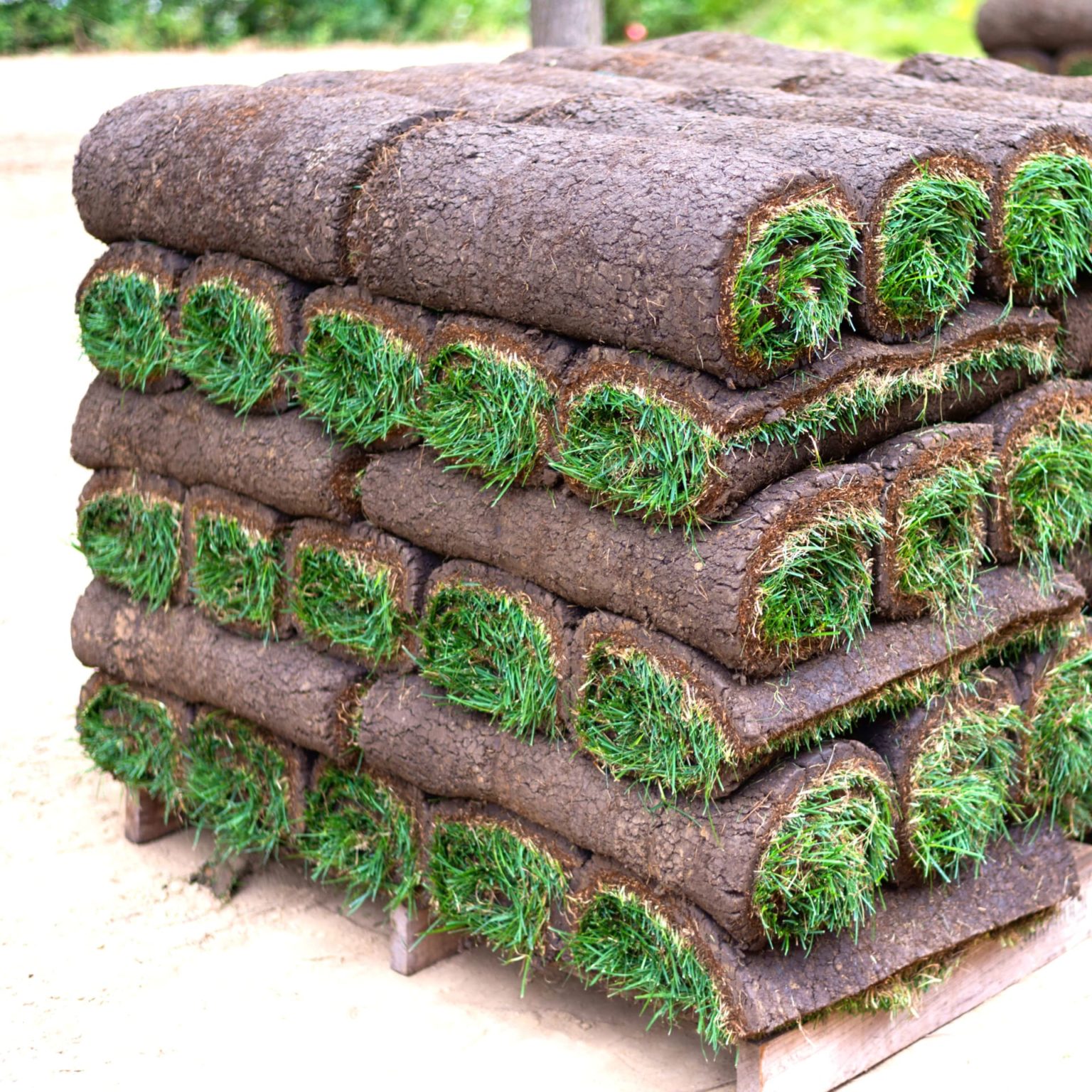 Rudis Rollrasen