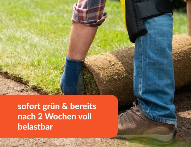 Rollrasen auf alten Rasen verlegen » geht das? Und wenn ja, wie?