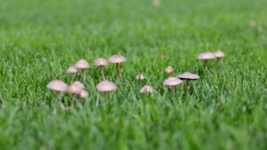 Pilze im Rollrasen