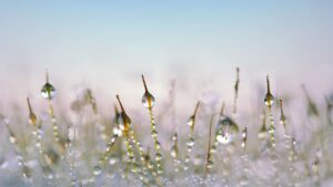 Rollrasen im Winter verlegen